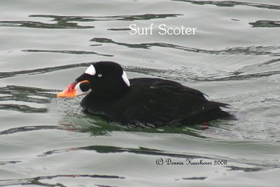 Surf Scoter