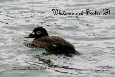 White-winged Scoter