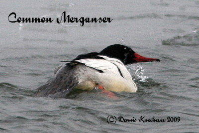 Common Merganser