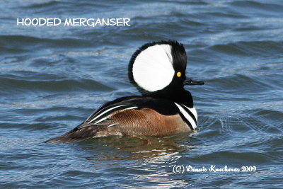 Hooded Merganser