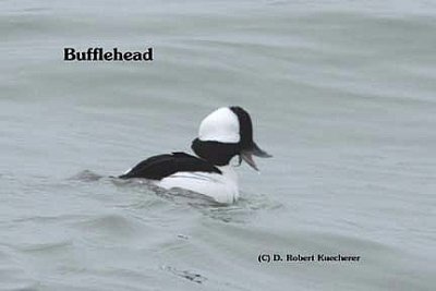 Bufflehead