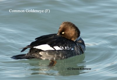 Common Goldeneye (F)