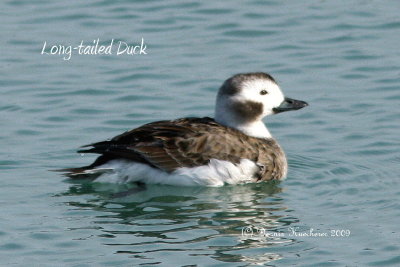 Long-tailed Duck (winter female)