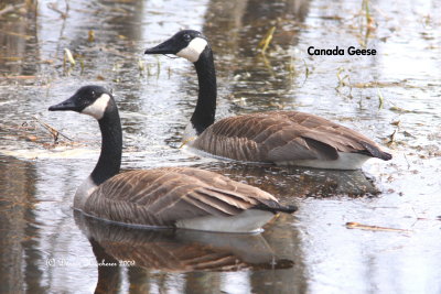Canada Geese