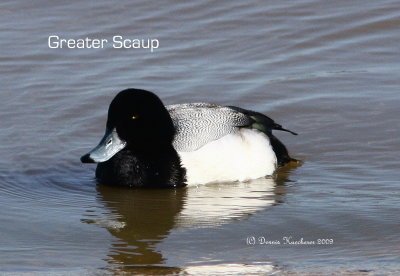 Greater Scaup