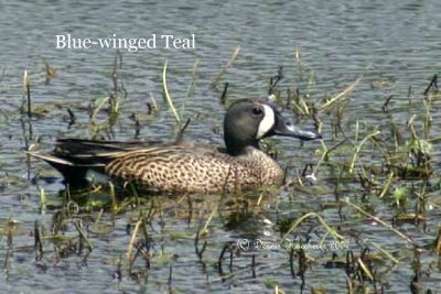 Blue-winged Teal