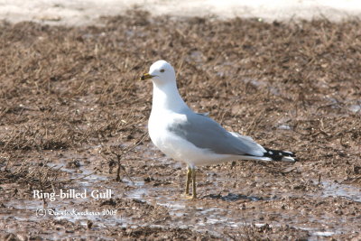 Ring-billed Gull