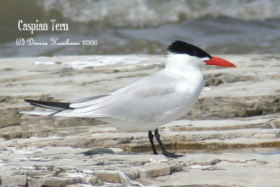 Caspian Tern