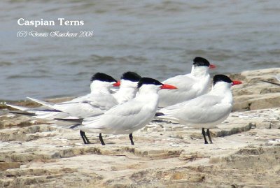 Caspian Terns