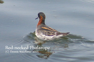 Red-necked Phalarope