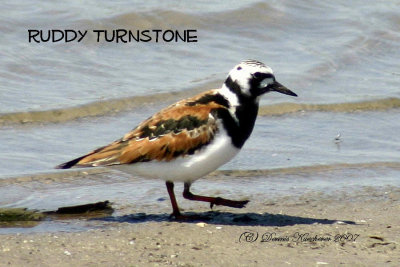 Ruddy Turnstone