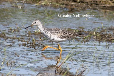 Greater Yellowlegs