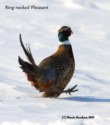 Ring-necked Pheasant