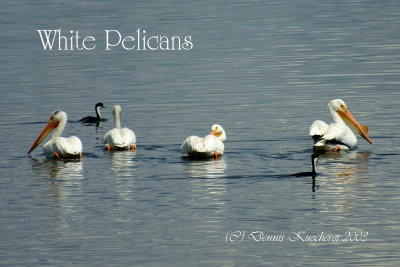 White Pelicans