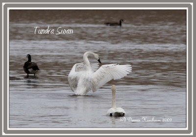 Swans Pelicans Loons