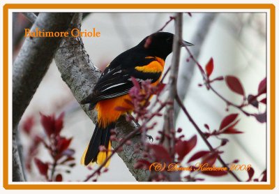 Blackbirds,Orioles, Meadowlarks