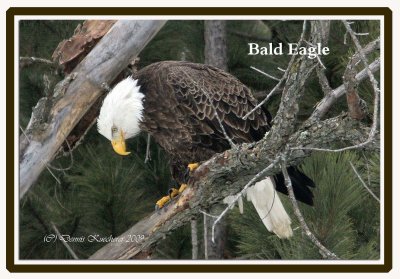 Eagles, Owls, Hawks