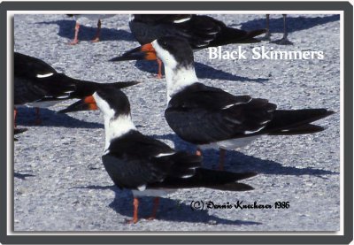 Black Skimmers
