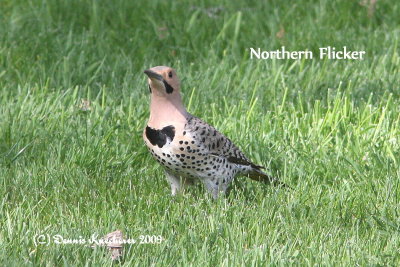 Northern Flicker