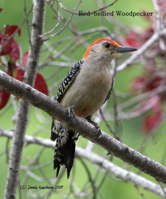 Red-bellied Woodpeckers