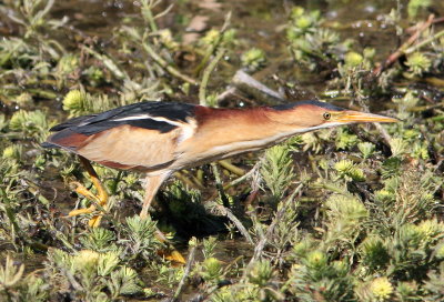 Least Bittern
