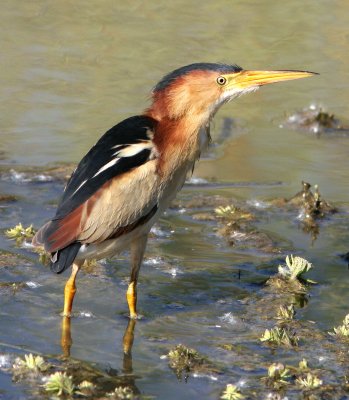Least Bittern