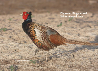 Ring-necked Pheasant (white winged race)