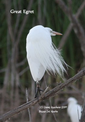 Great Egret