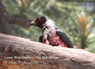Lewis Woodpecker