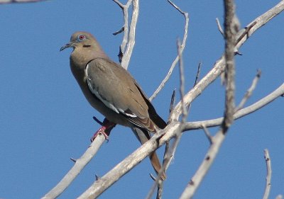 White-winged Dove