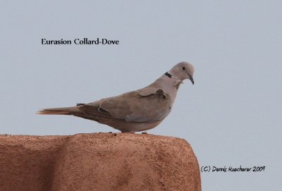 Eurasion Collard-Dove