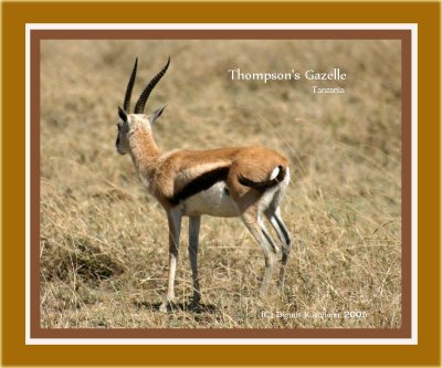 Thompsons Gazelle