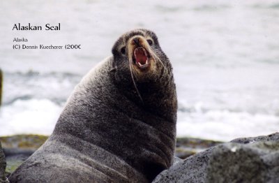 Alaskan Seal