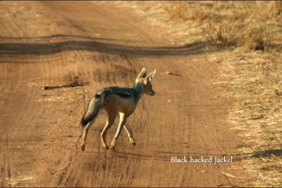 Jackel Black-backed Jackel