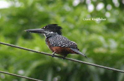 Giant Kingfisher