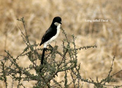 Long-tailed  Fiscal