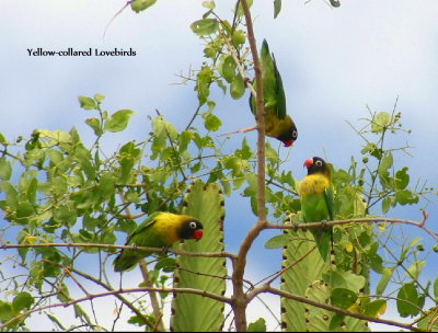  Yellow-collared Lovebird
