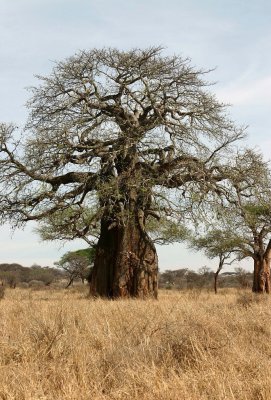Baobab tree