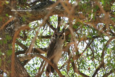 White-faced Scops Owl