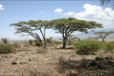 Acaia Trees