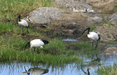 Sacred Ibis