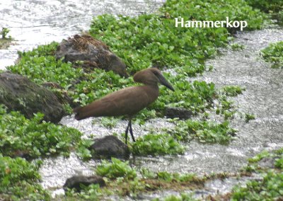 Hammerkop