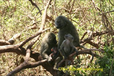  Baboon with young