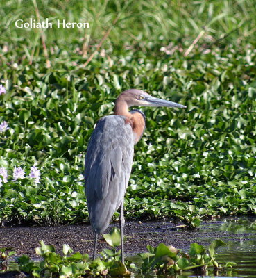 Goliath Heron