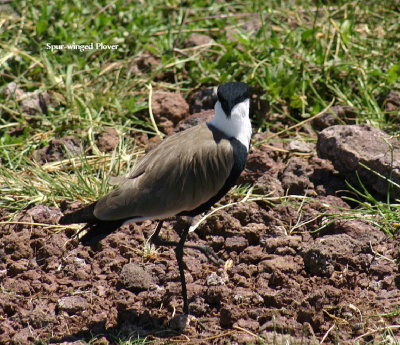 Spur-winged Plover