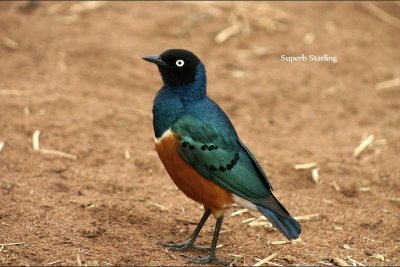 Superb Starling