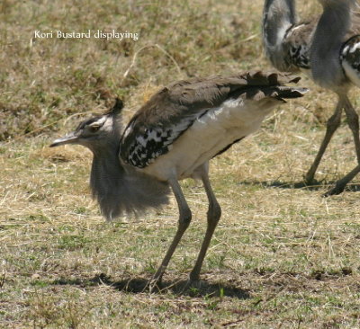 Kori Bustard