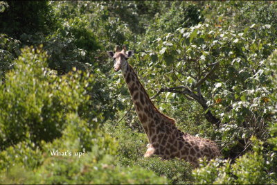 Giraffe