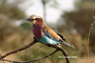 Lilac-breasted Roller