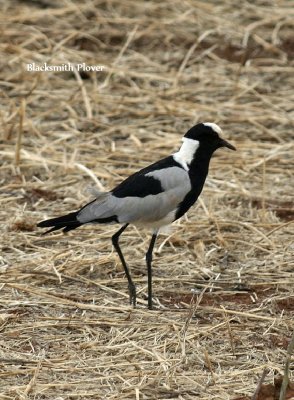 Blacksmith Plover